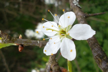Slivka trnková kvet (Prunus spinosa L.)