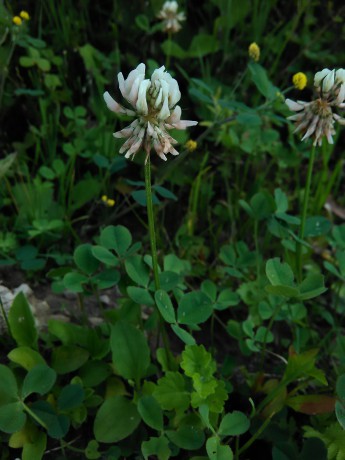 Ďatelina plazivá (Trifolium repens)