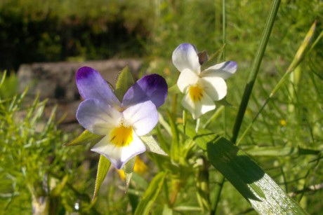 Fialka trojfarebná (Viola tricolor)