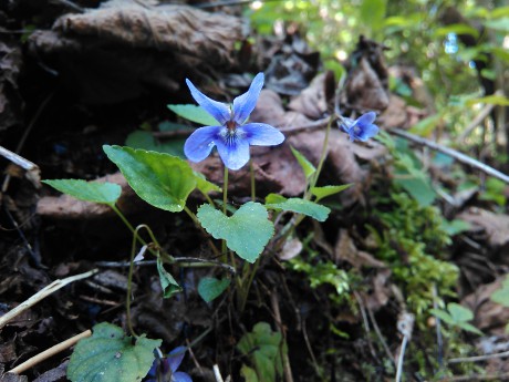 Fialka lesná ( Viola reichenbachiana)