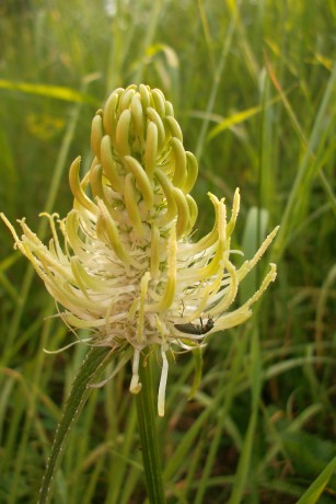 Zerva klasnatá (Phyteuma spicatum)