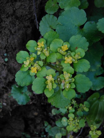 Slezinovka striedavolistá (Chrysosplenium alternifolium) 