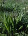 Skorocel kopijovitý (Plantago lanceolata)